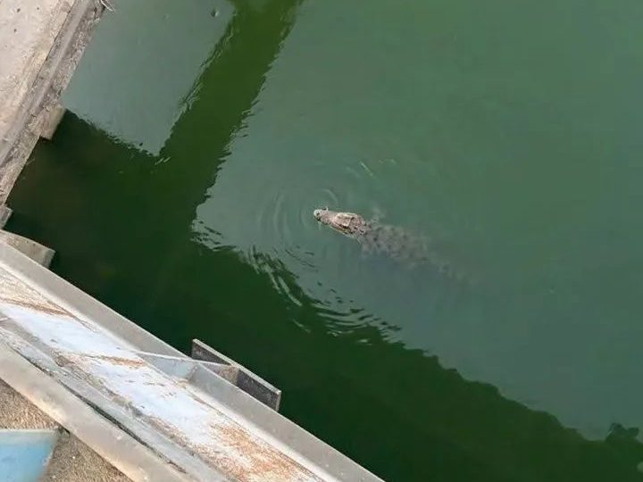 تمساح المنوفية يثير الرعب في دلتا مصر.. والسلطات ترفع درجة الاستعداد القصوى