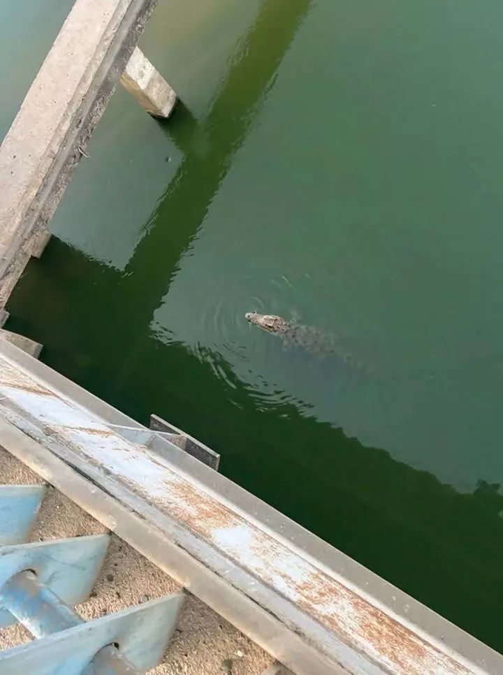 تمساح المنوفية يثير الرعب في دلتا مصر.. والسلطات ترفع درجة الاستعداد القصوى