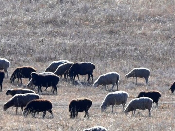 سوريا.. وفاة شاب في جرابلس ونفوق أغنام إثر صاعقة رعدية