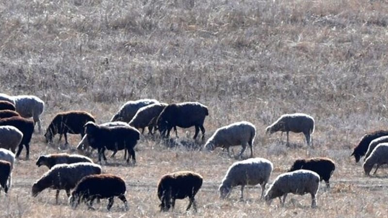 سوريا.. وفاة شاب في جرابلس ونفوق أغنام إثر صاعقة رعدية