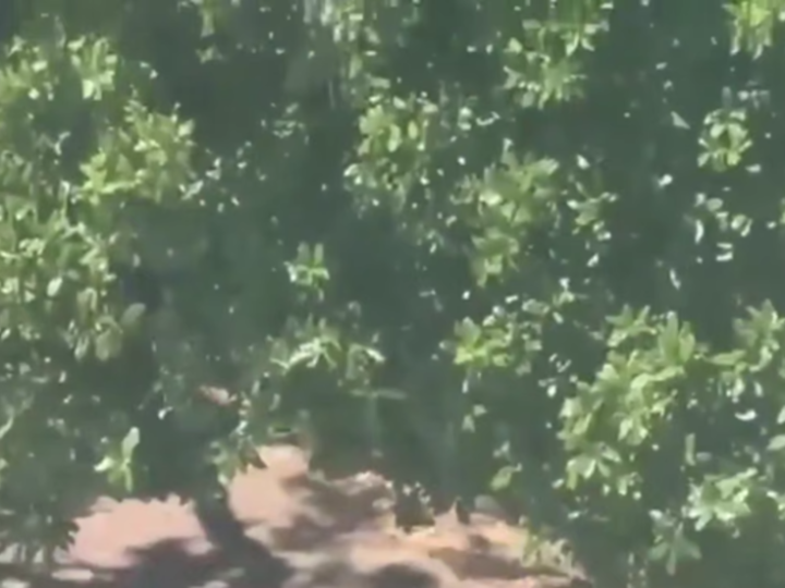 عائلة ضحية في فلوريدا: “ChatGPT ساعد منفذ مذبحة 2025 في التخطيط للهجوم”