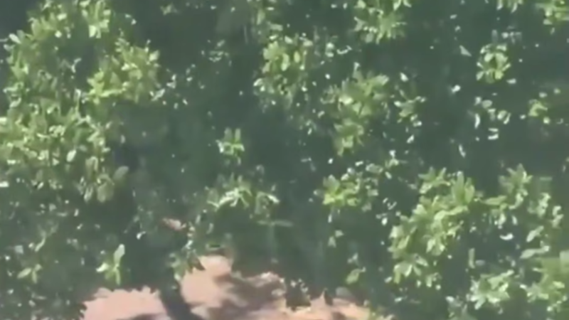 عائلة ضحية في فلوريدا: “ChatGPT ساعد منفذ مذبحة 2025 في التخطيط للهجوم”