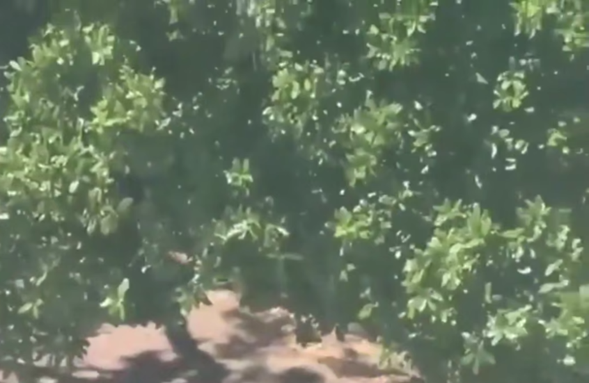 عائلة ضحية في فلوريدا: “ChatGPT ساعد منفذ مذبحة 2025 في التخطيط للهجوم”