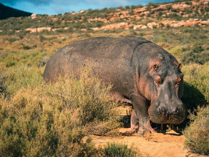 وحيد قرن ينهي حياة رجل كرس عمره لحمايته