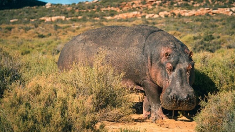 وحيد قرن ينهي حياة رجل كرس عمره لحمايته