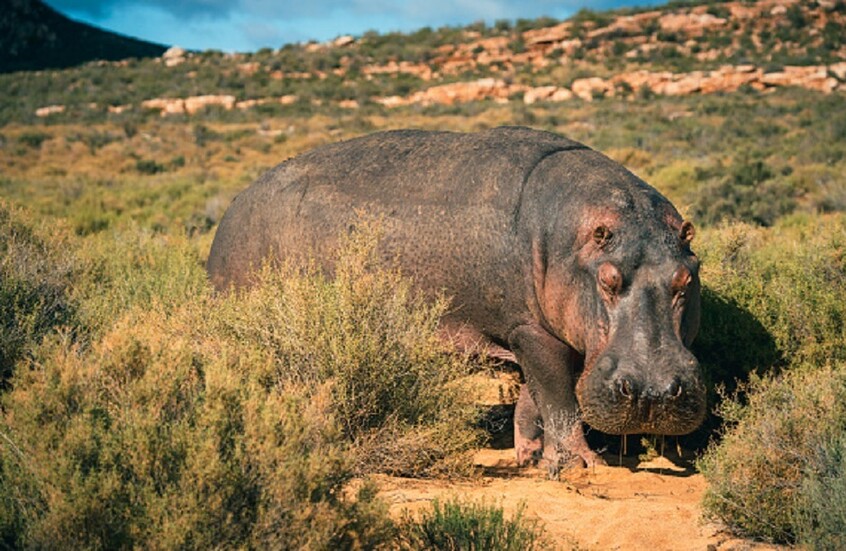 وحيد قرن ينهي حياة رجل كرس عمره لحمايته