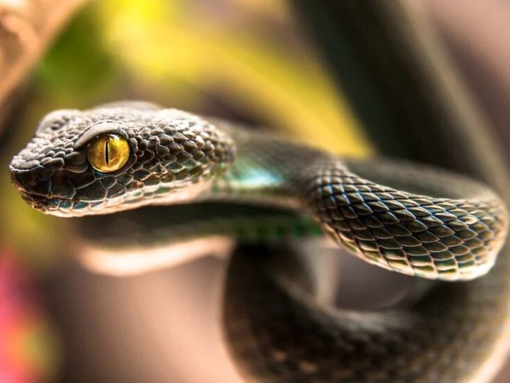 كوبرا مصرية تقتل سائحا ألمانيا أمام الجمهور