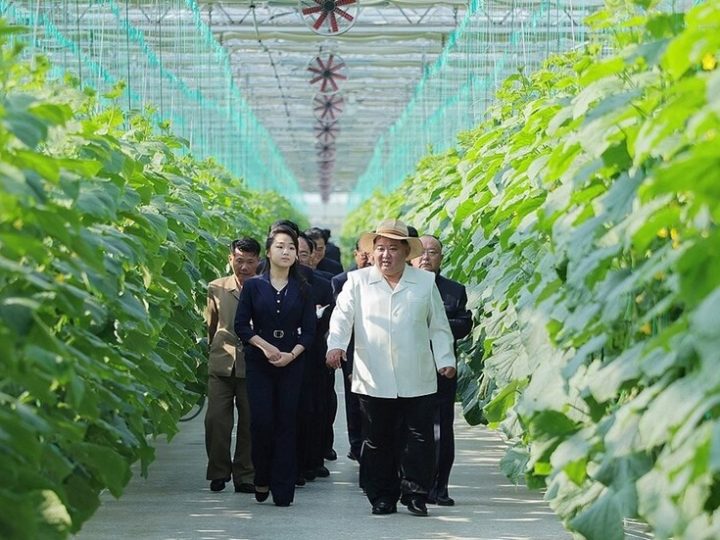 الزعيم الكوري الشمالي يتفقد مجمع دفيئات زراعية