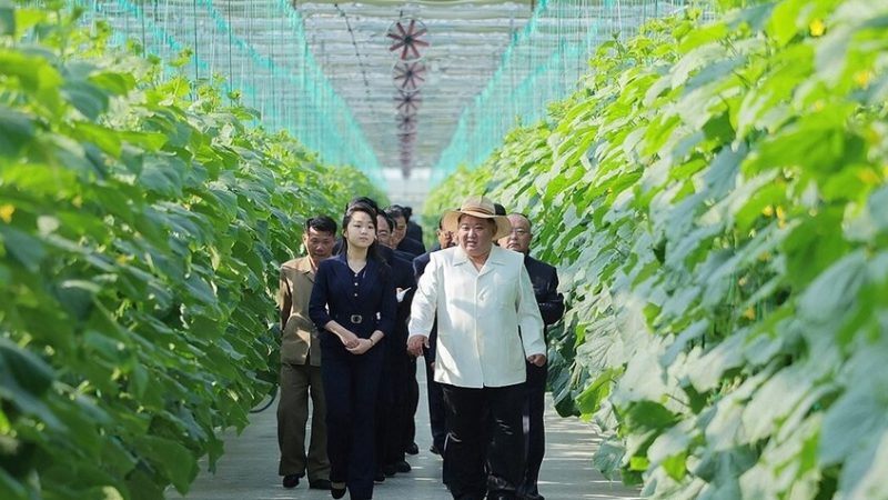 الزعيم الكوري الشمالي يتفقد مجمع دفيئات زراعية