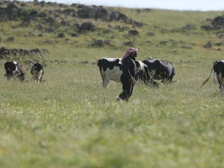 قوة عسكرية إسرائيلية تتوغل في حوض اليرموك في ريف درعا وتستجوب عددا من الرعاة في ريف القنيطرة