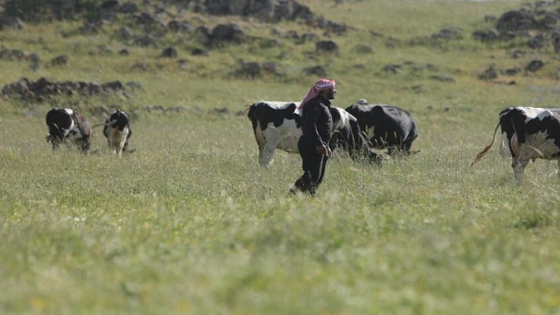 قوة عسكرية إسرائيلية تتوغل في حوض اليرموك في ريف درعا وتستجوب عددا من الرعاة في ريف القنيطرة