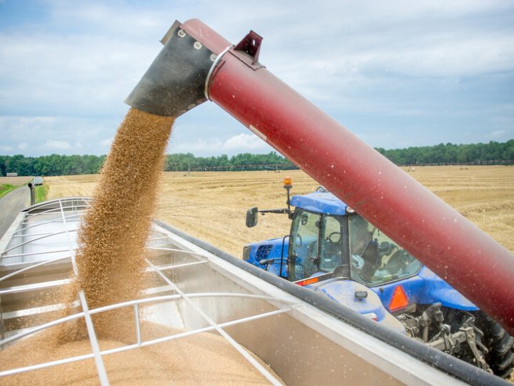 العراق يقترب من تحقيق الاكتفاء الذاتي بعد شراء 4.1 مليون طن من القمح محليا
