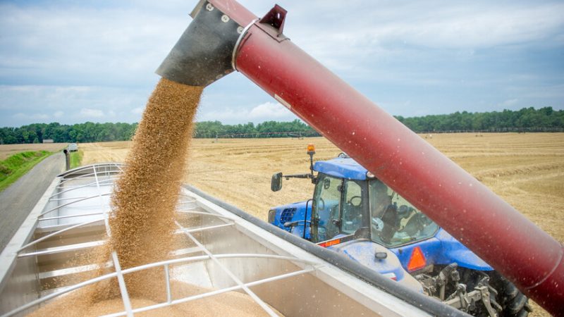 العراق يقترب من تحقيق الاكتفاء الذاتي بعد شراء 4.1 مليون طن من القمح محليا