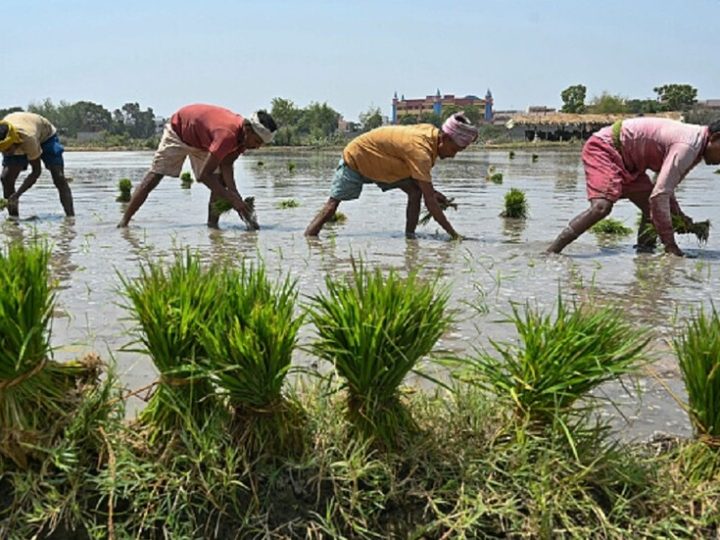 خبير روسي يحذر من تلف محصول الأرز بالهند جراء “النينو” وقفزة تاريخية في الأسعار العالمية