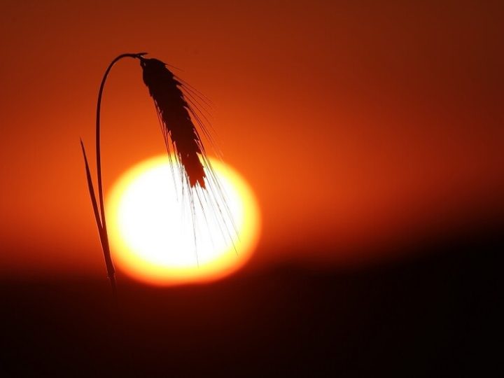 كوريا الجنوبية تصدر تحذيرا جديدا من أعلى مستوى بسبب موجات الحر