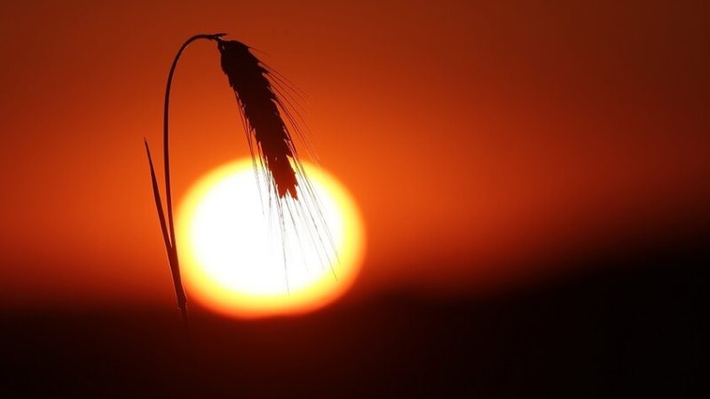 كوريا الجنوبية تصدر تحذيرا جديدا من أعلى مستوى بسبب موجات الحر