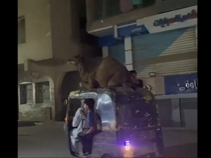 “يا مصر بتعمليها إزاي!”.. فيديو طريف لعملية نقل جمل بطريقة غريبة