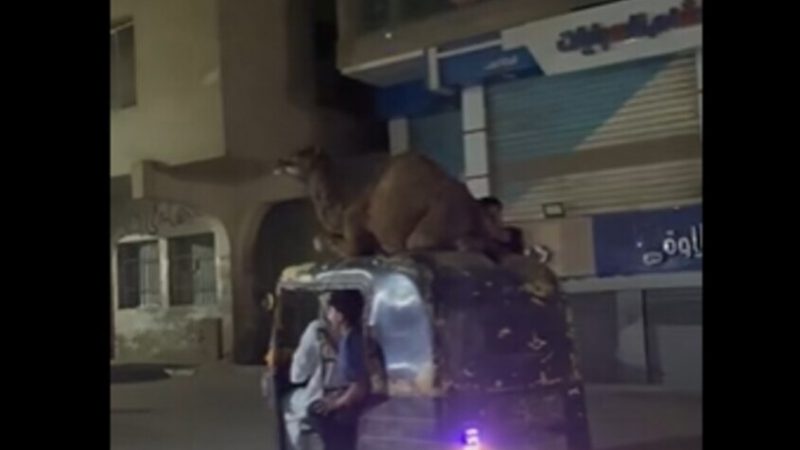 “يا مصر بتعمليها إزاي!”.. فيديو طريف لعملية نقل جمل بطريقة غريبة