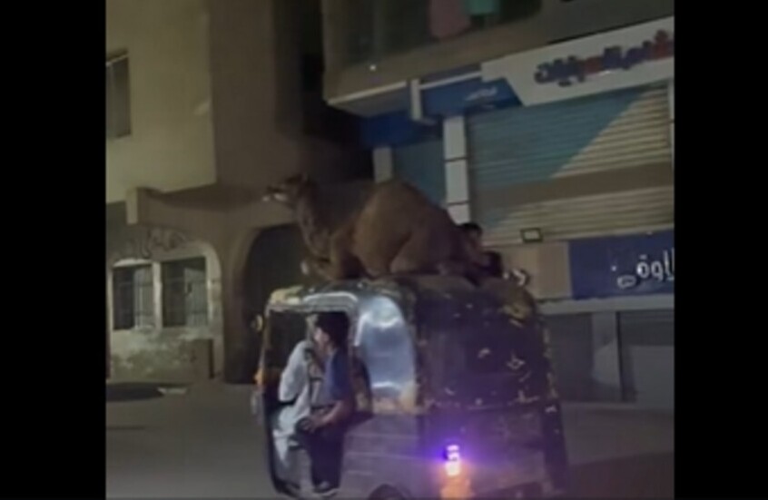 “يا مصر بتعمليها إزاي!”.. فيديو طريف لعملية نقل جمل بطريقة غريبة