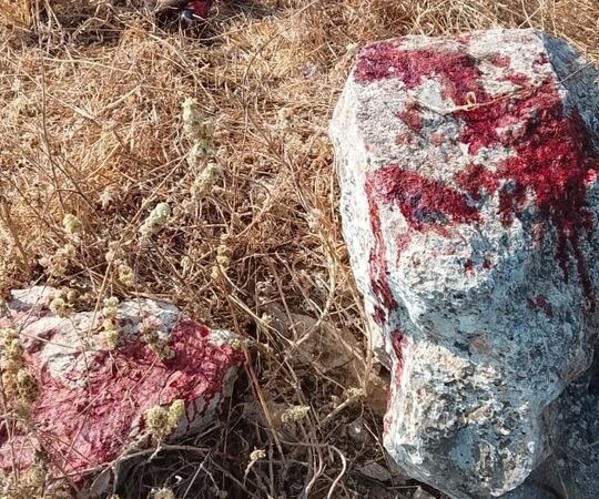 الجيش الإسرائيلي يقتل أغناما في الضفة الغربية (صور)