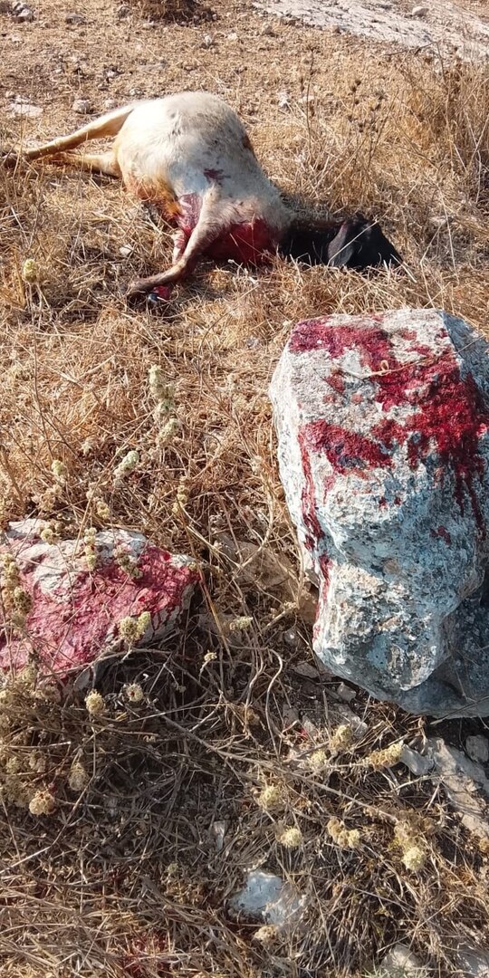 الجيش الإسرائيلي يقتل أغناما في الضفة الغربية (صور)