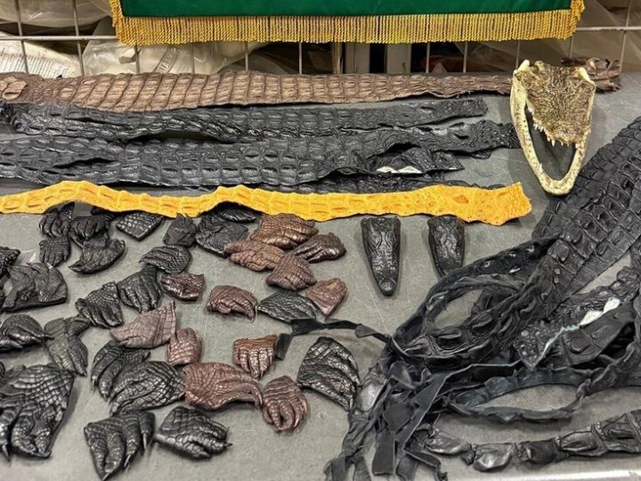 روسيا.. ضبط 64 جزءا من تمساح في أمتعة راكب قادم من الصين