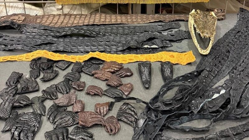 روسيا.. ضبط 64 جزءا من تمساح في أمتعة راكب قادم من الصين