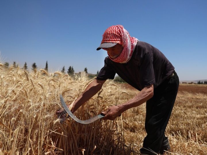 سوريا.. خسائر زراعية واسعة في القنيطرة بسبب عمليات رش المبيدات الإسرائيلية